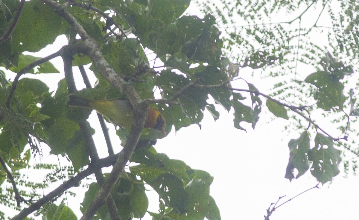 Guira Tanager - ML98677451