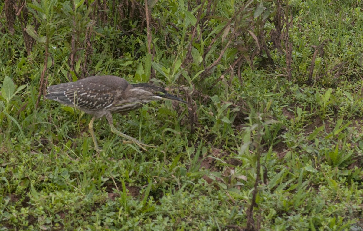 Striated Heron - Giselle Mangini