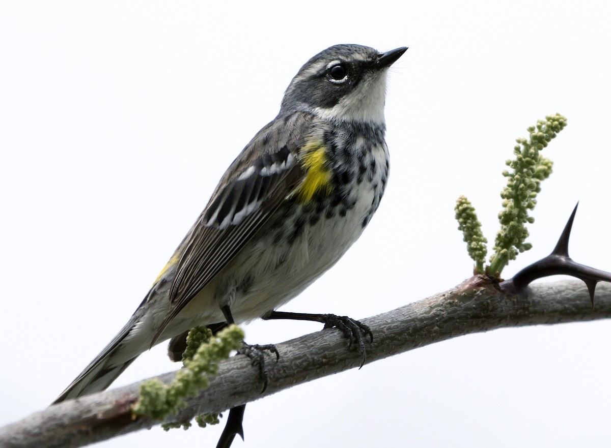 Yellow-rumped Warbler - ML98679331
