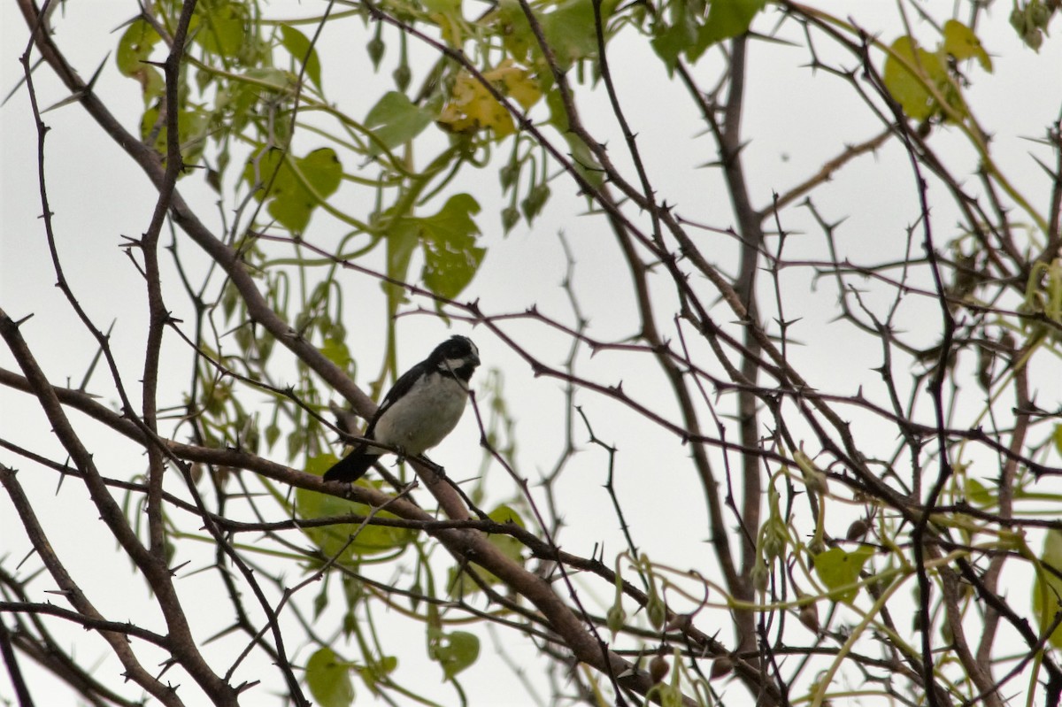 Lined Seedeater - ML98682171