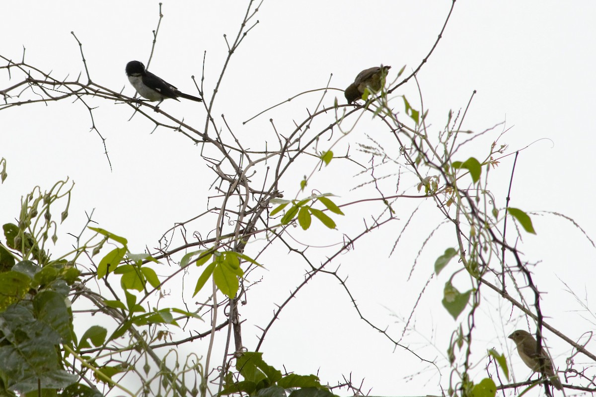 Lined Seedeater - Stella Ayala