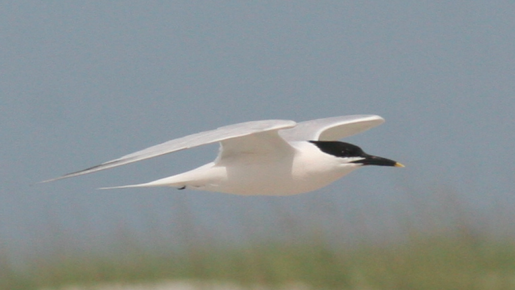 Sandwich Tern - Melanie Gaddy