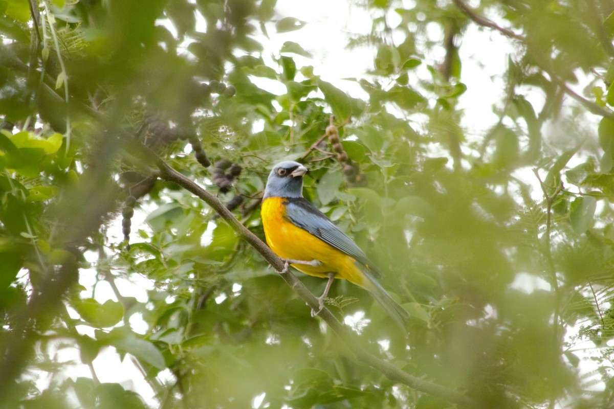 Blue-and-yellow Tanager - ML98683061