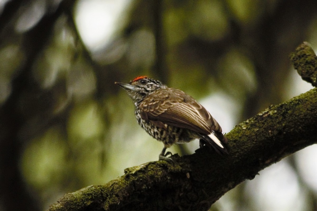 White-barred Piculet - ML98683561