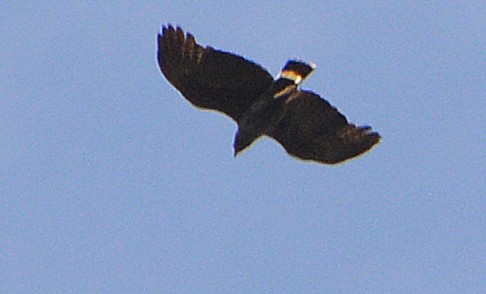 Common Black Hawk - ML98683731