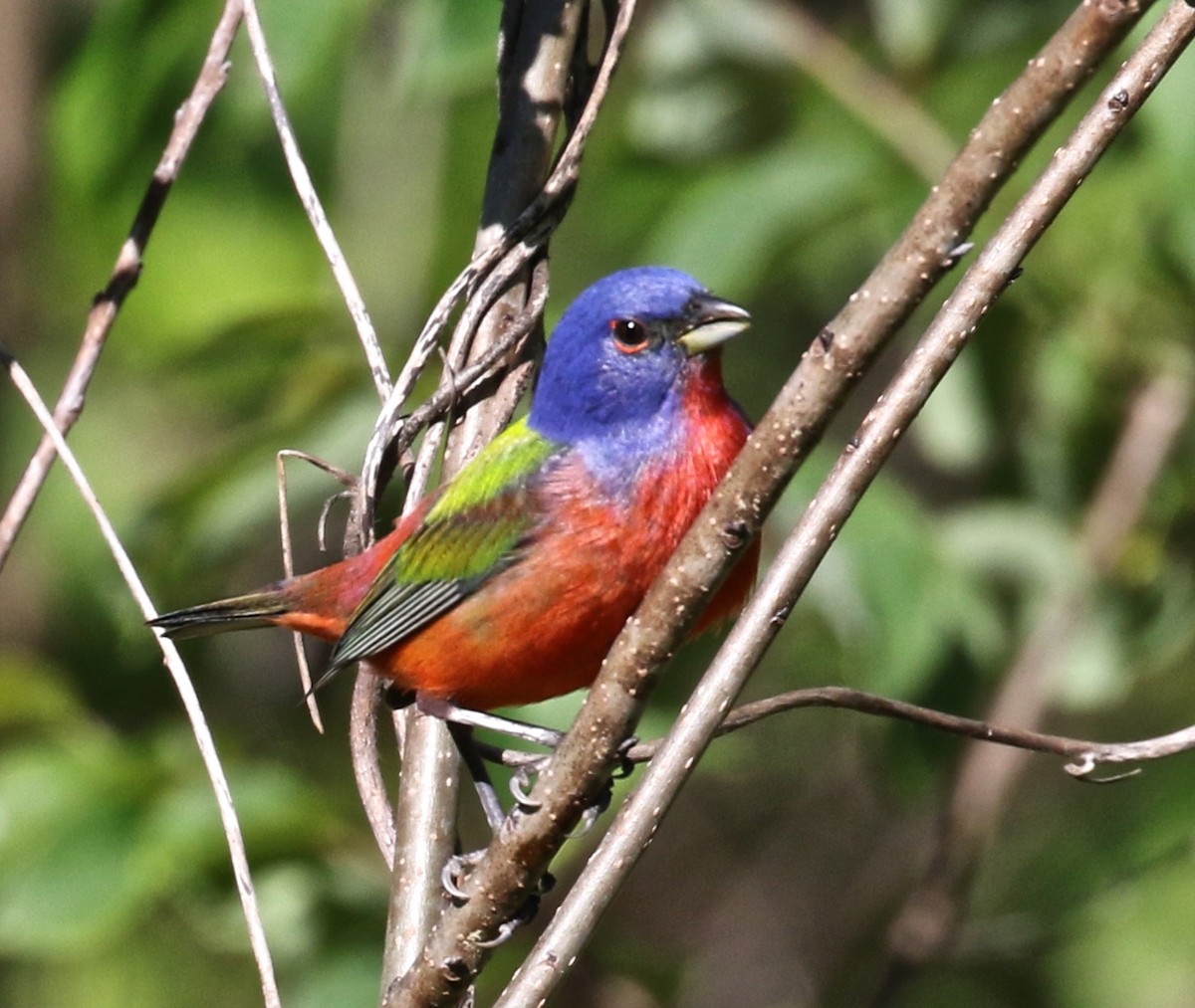 Painted Bunting - ML98684951
