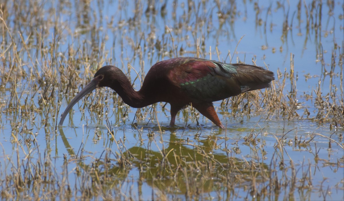 White-faced Ibis - Chris Rohrer