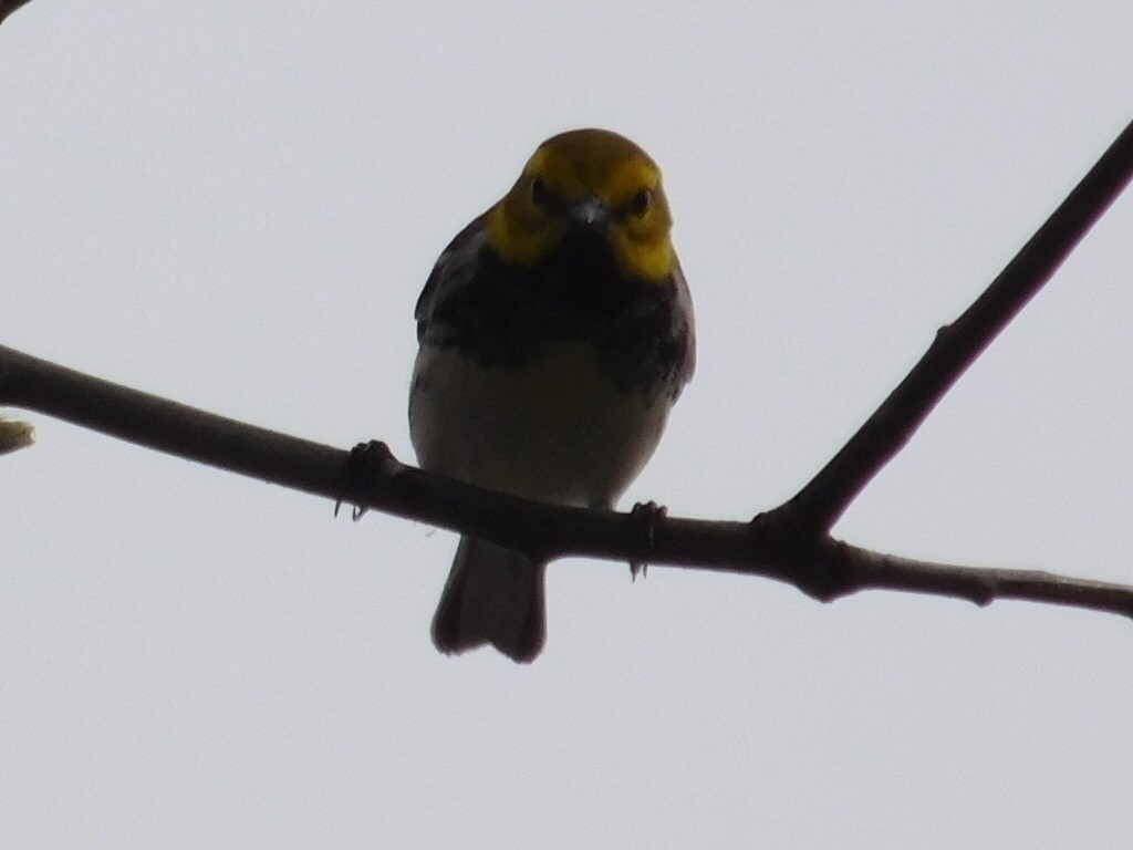 Black-throated Green Warbler - ML98685671