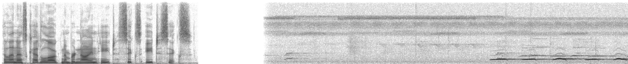 Grallaire tachetée (macularius) - ML98686