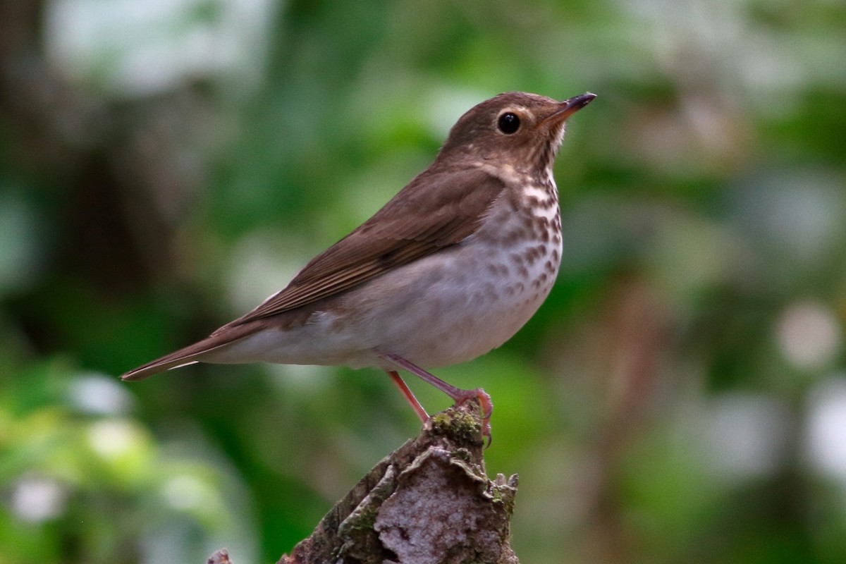 Swainson's Thrush - Manfred Bienert