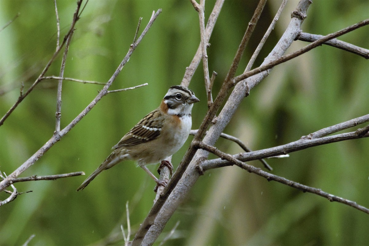 Rufous-collared Sparrow - ML98690771