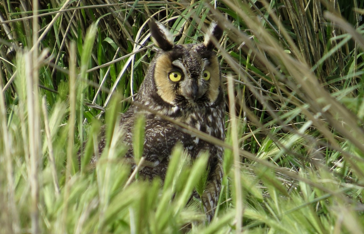 Long-eared Owl - ML98692041