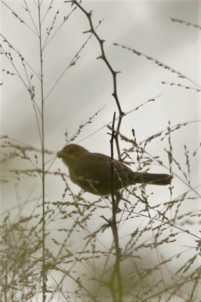 Lined Seedeater - ML98692871