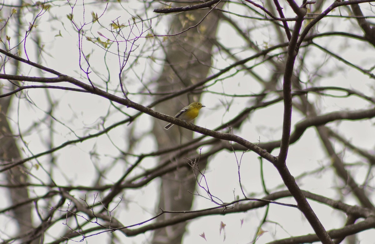 Yellow-throated Vireo - ML98693291