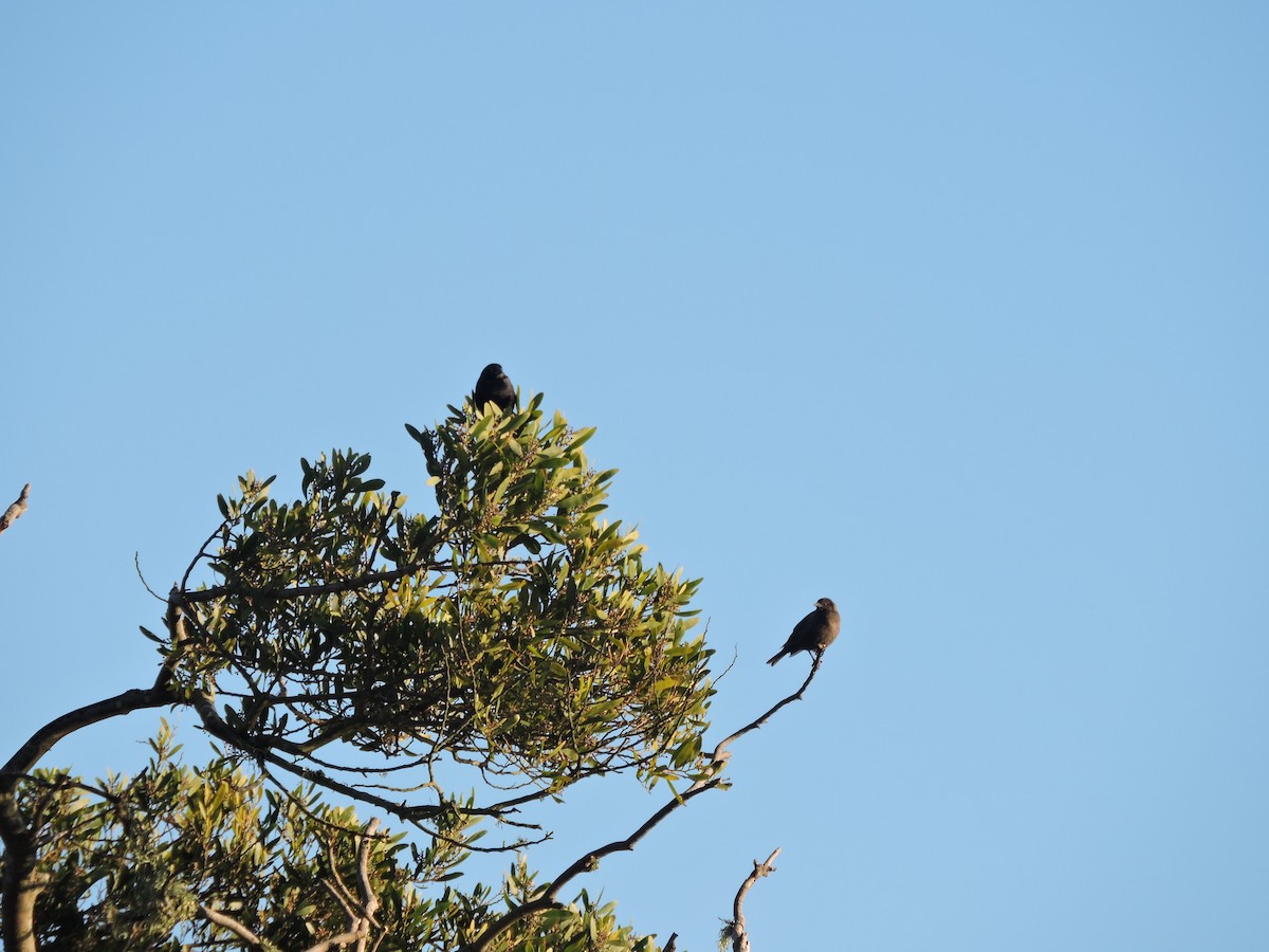 Austral Blackbird - mariana  saez velasquez