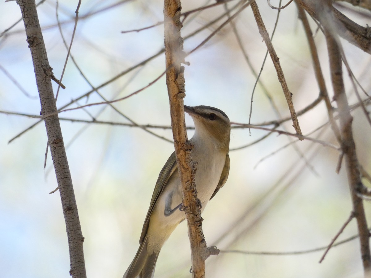 Kızıl Gözlü Vireo - ML98693681