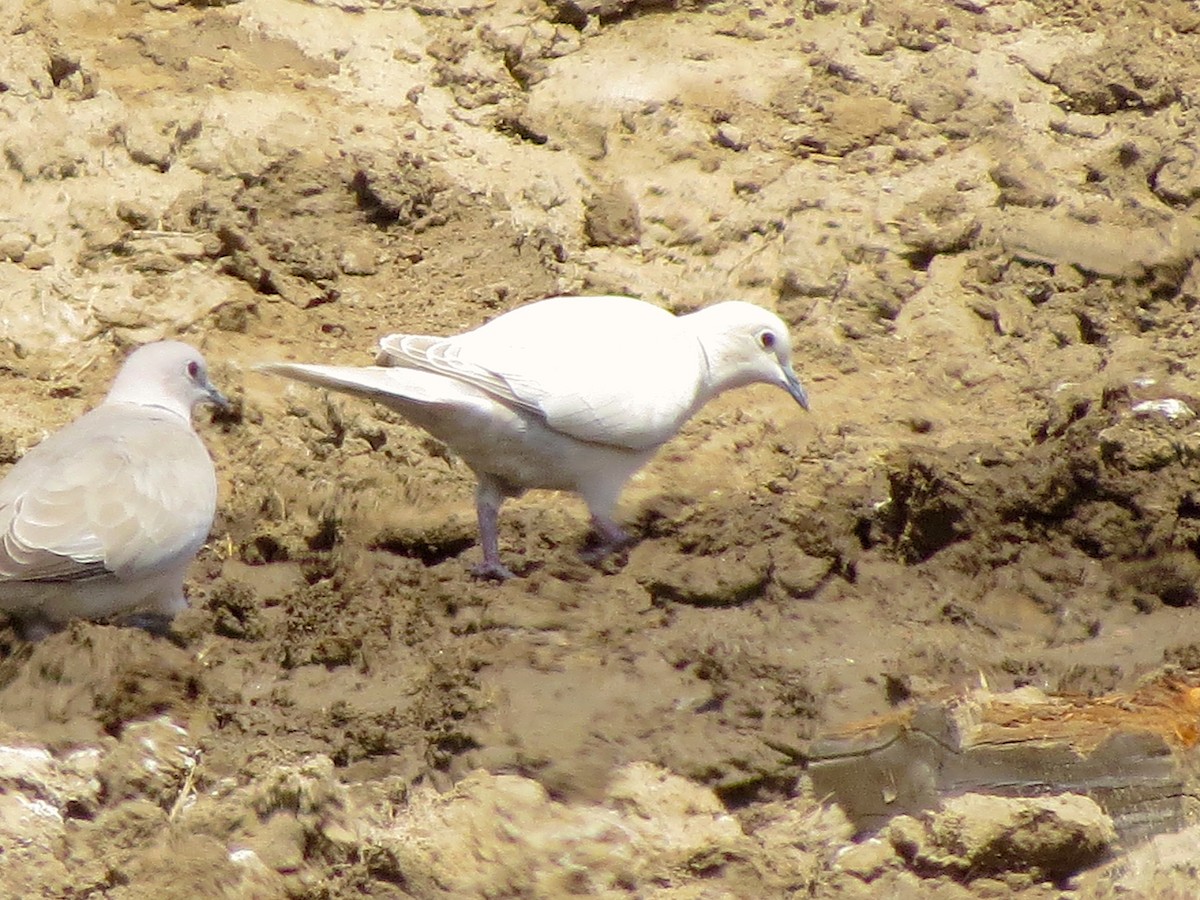 African Collared-Dove - Ted Floyd