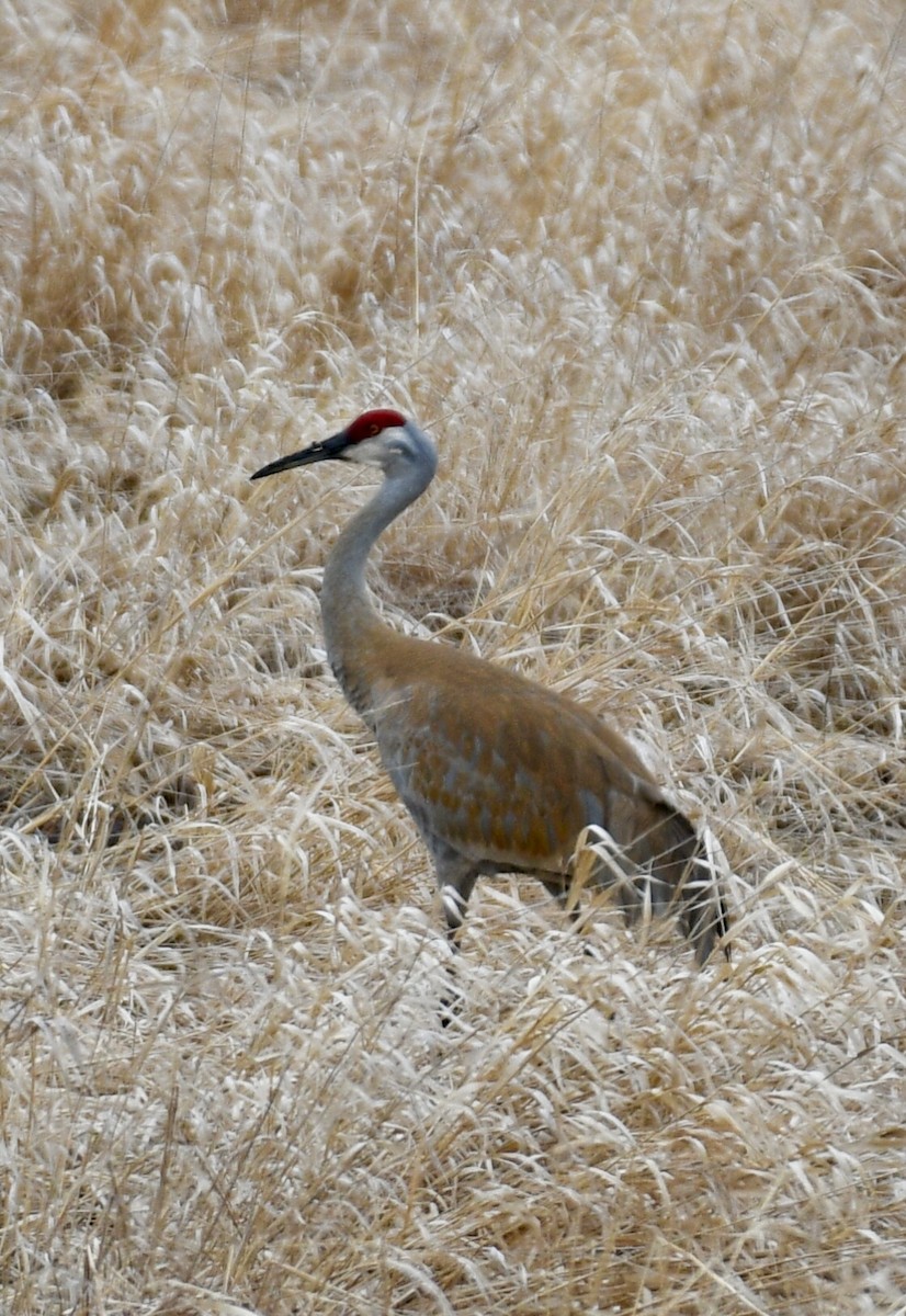 Sandhill Crane - Joe Wujcik