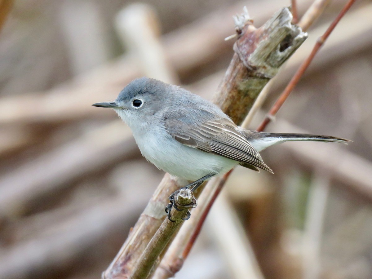 Blue-gray Gnatcatcher (caerulea) - ML98696891