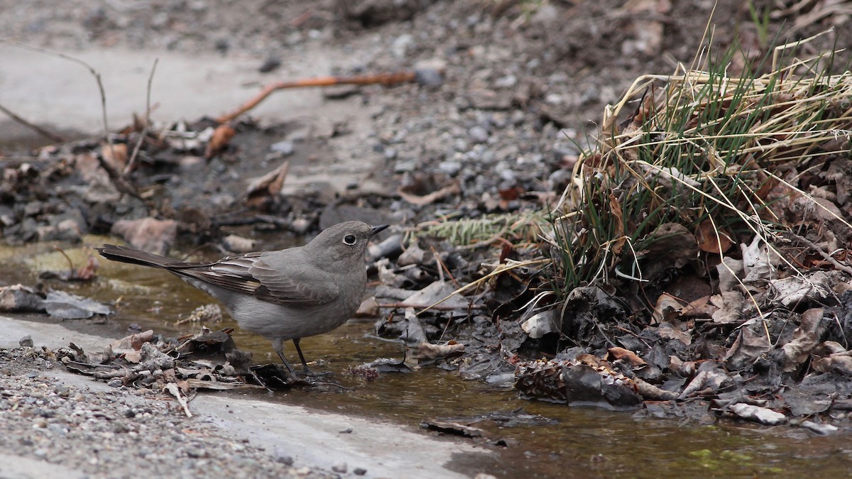 Townsend's Solitaire - ML98697861