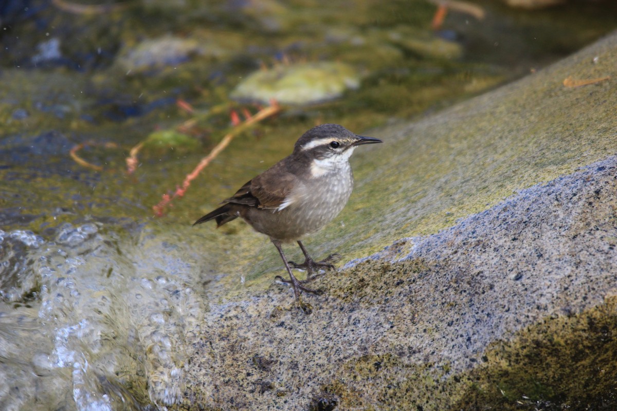 Buff-winged Cinclodes - Michael Weymann
