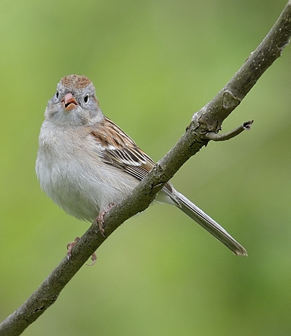 Field Sparrow - Donald Casavecchia