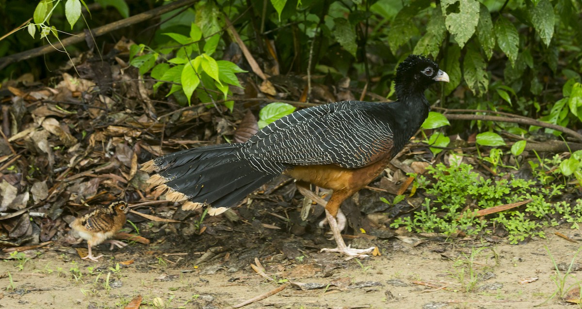 Blue-billed Curassow - ML98701201