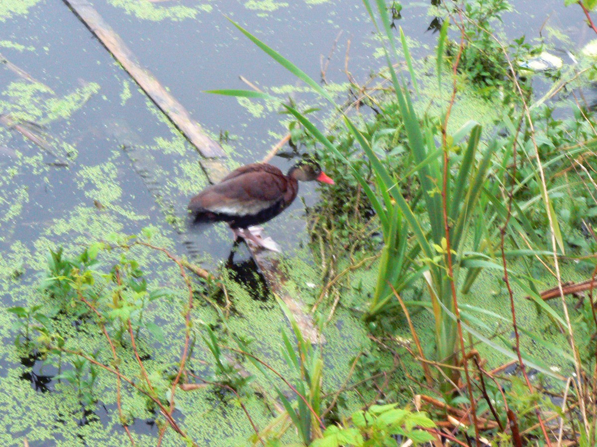 Black-bellied Whistling-Duck - ML98702181