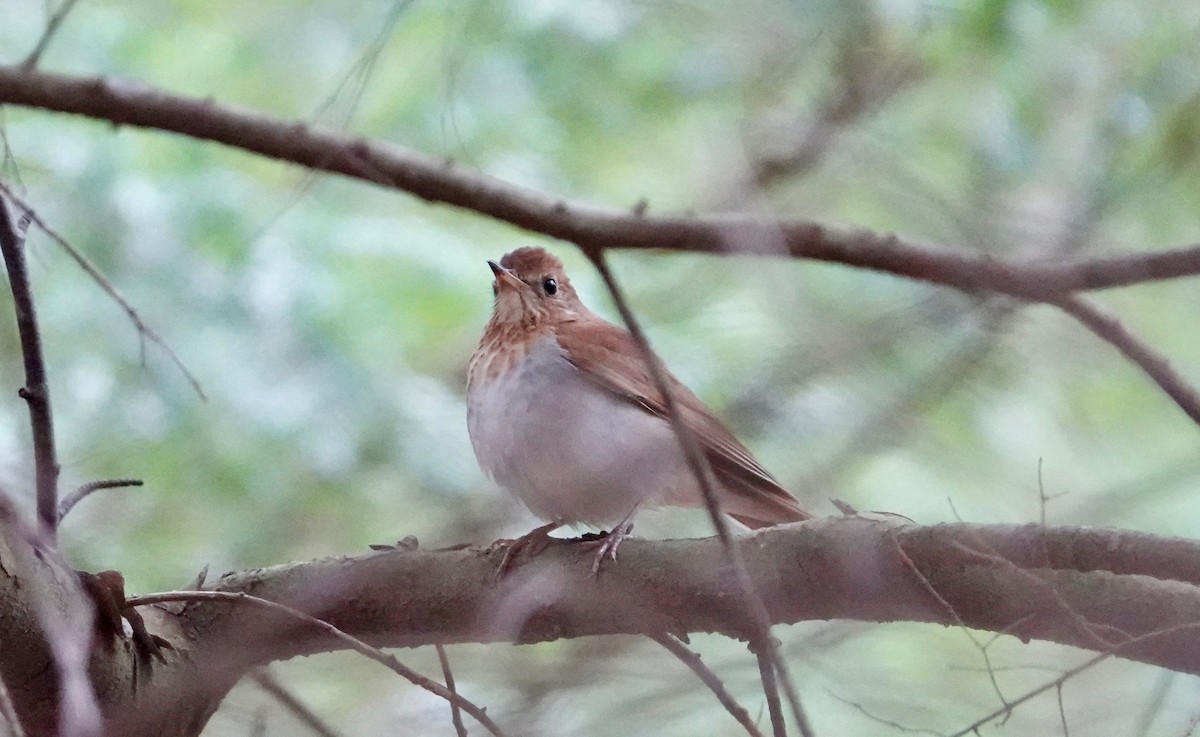 Veery - Graham Rice