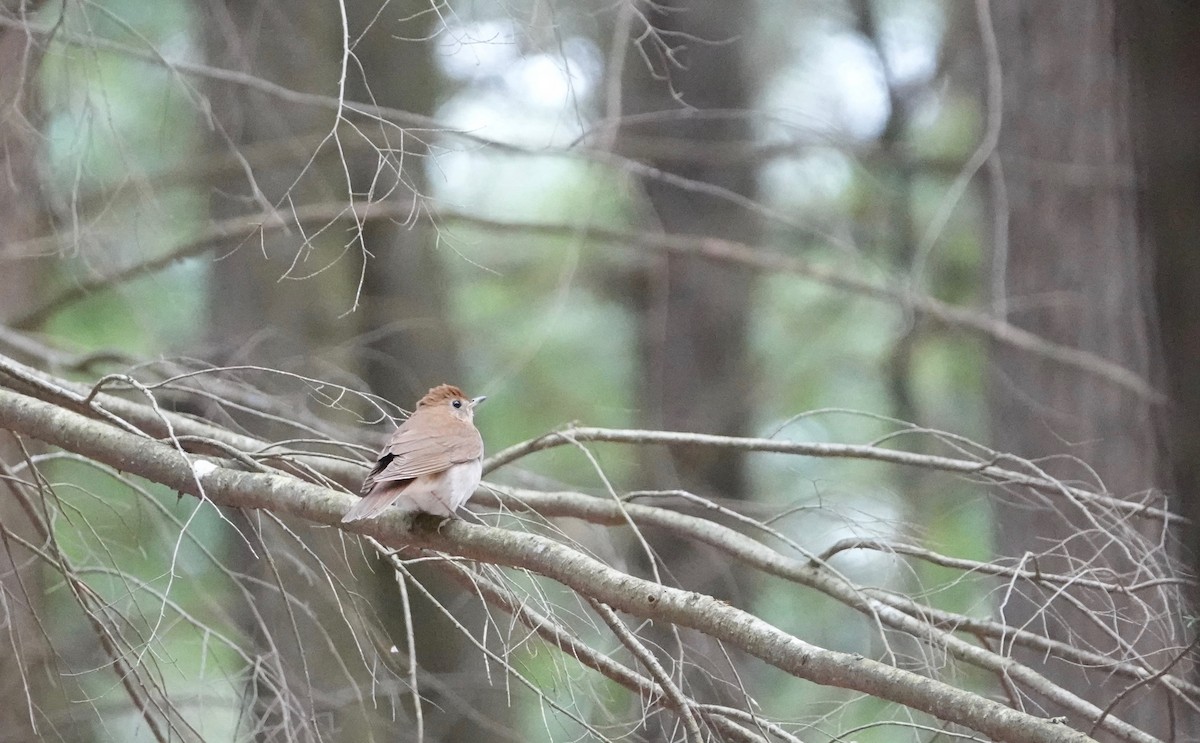 Veery - Graham Rice