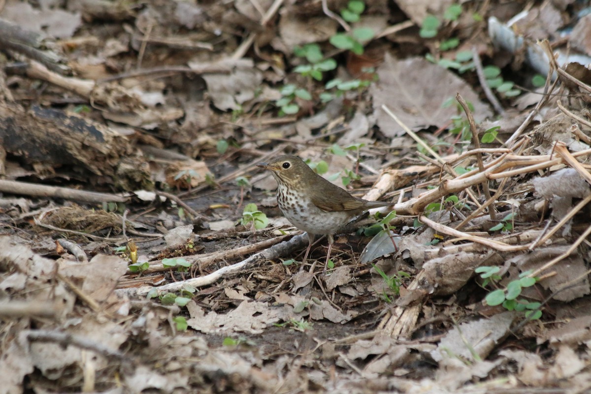 Swainson's Thrush - ML98703641