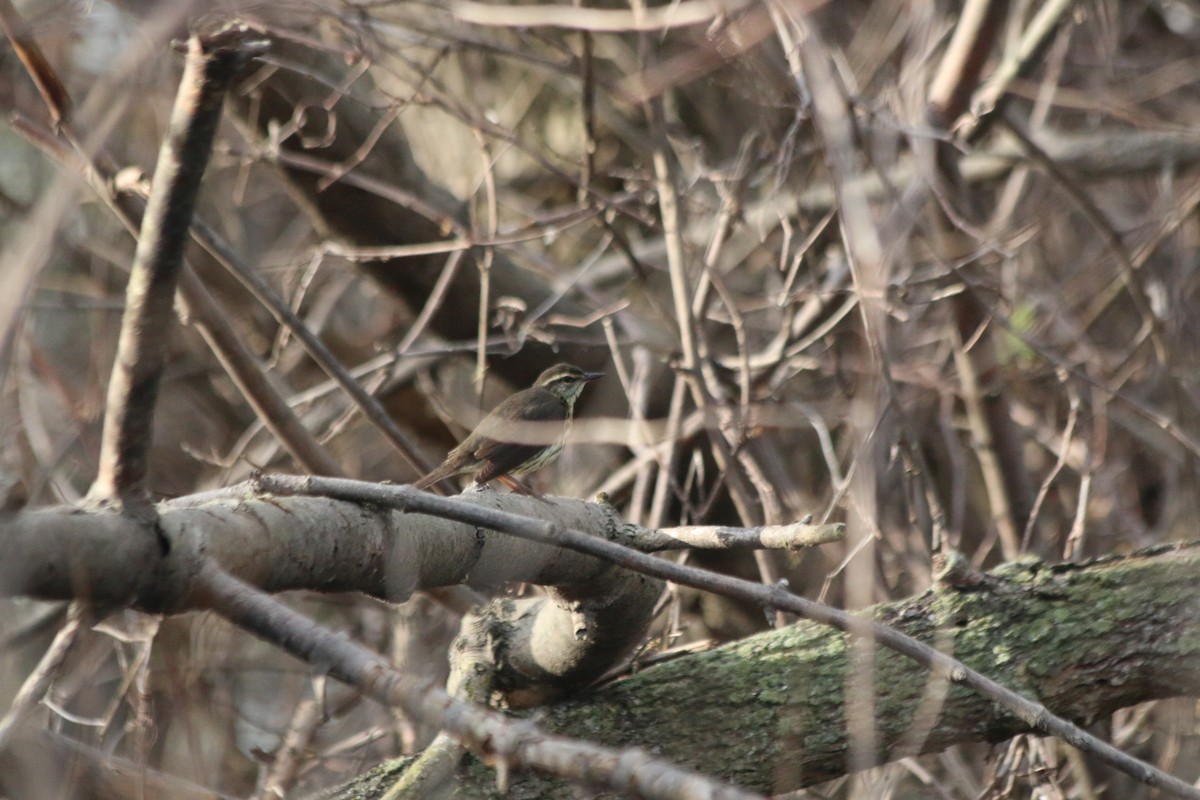 Northern Waterthrush - ML98704301