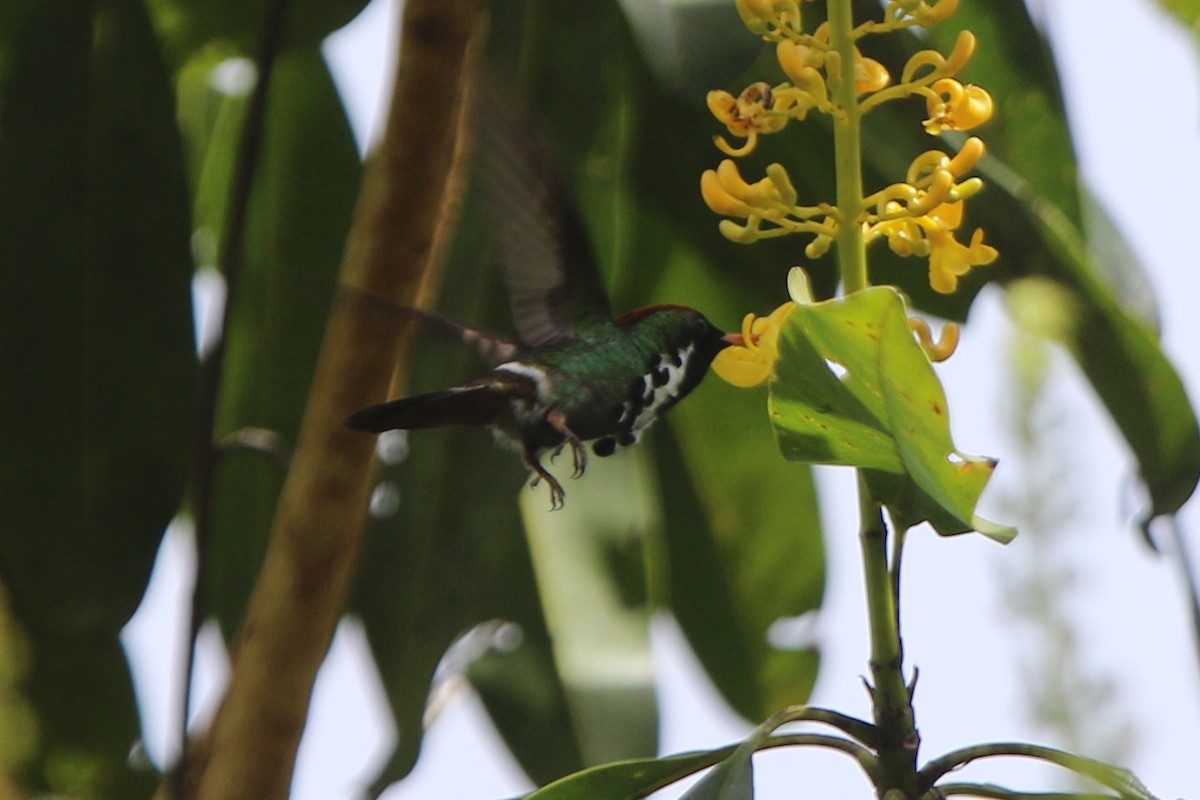 Dot-eared Coquette - ML98705301