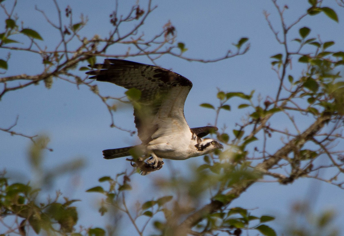 Osprey - ML98705961