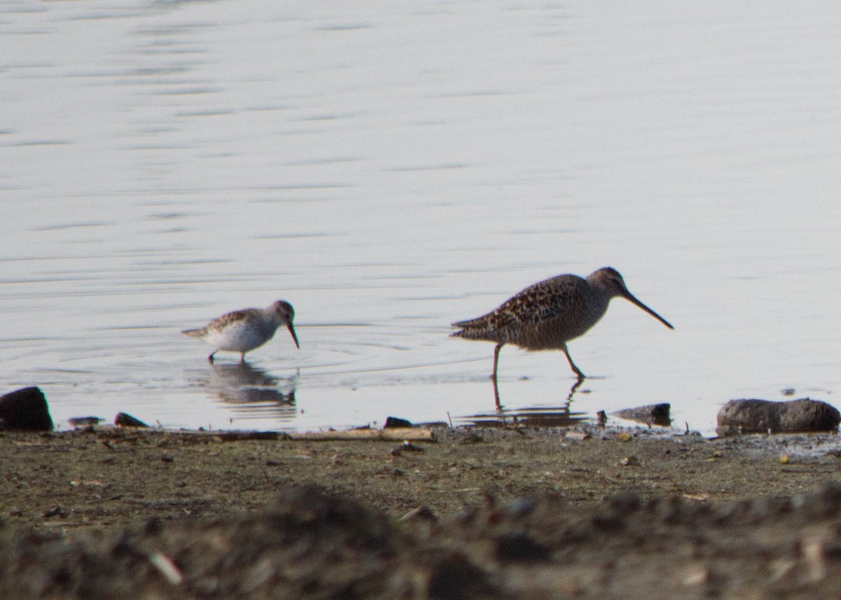 Western Sandpiper - ML98706281