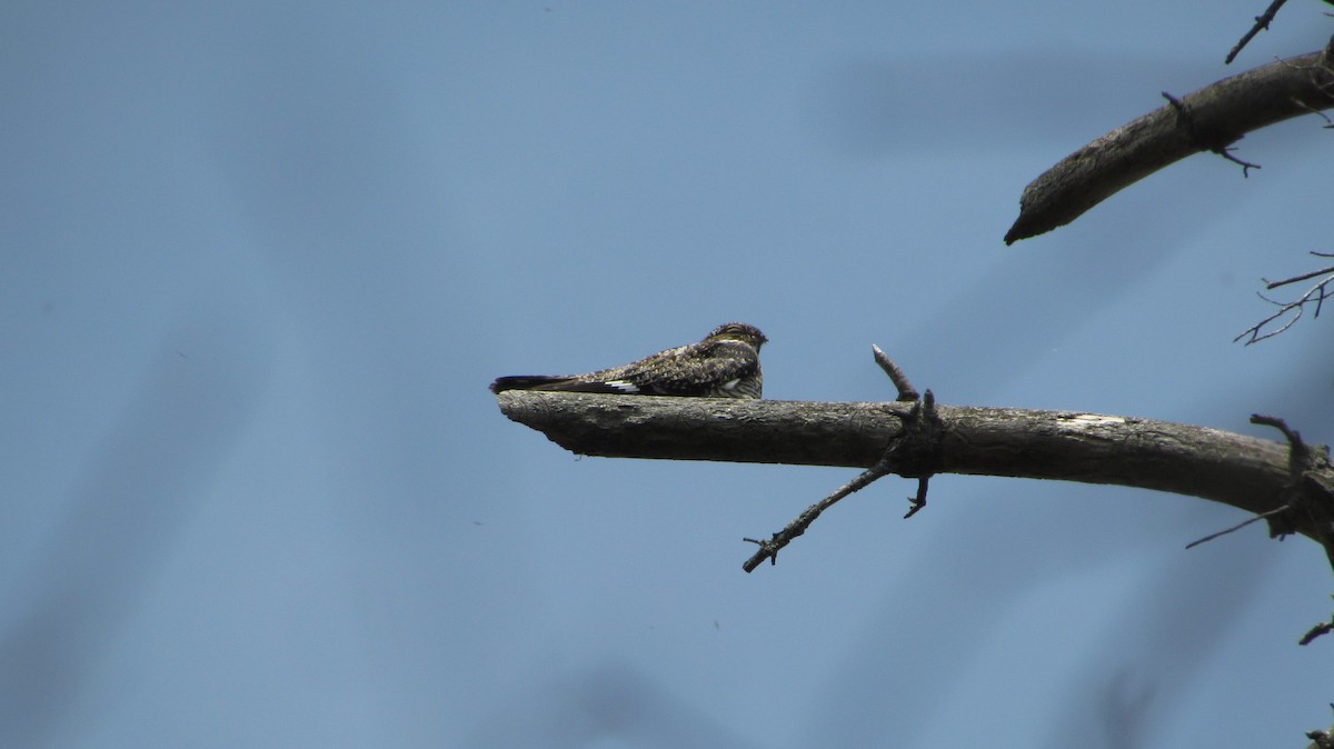 Common Nighthawk - ML98707971