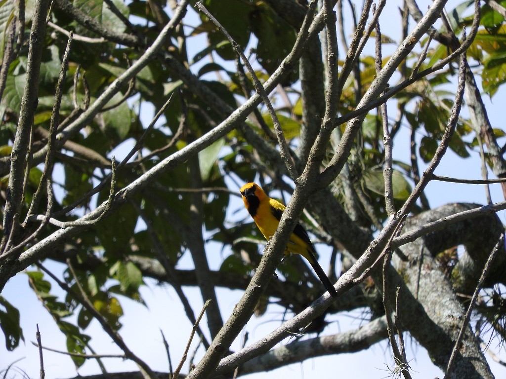 Yellow Oriole - ML98708401