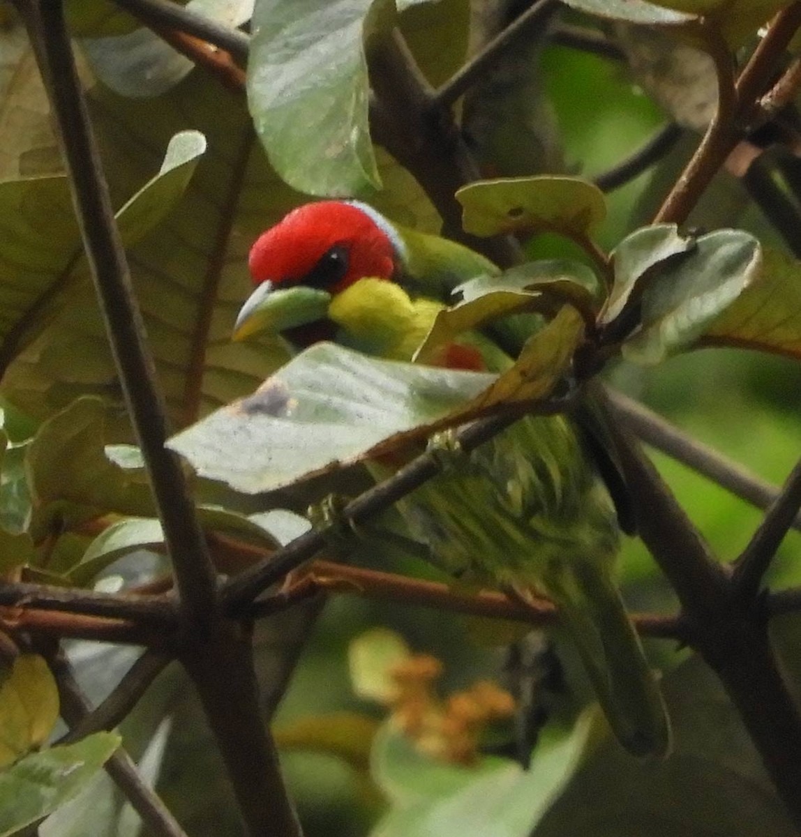 Versicolored Barbet - ML98709551