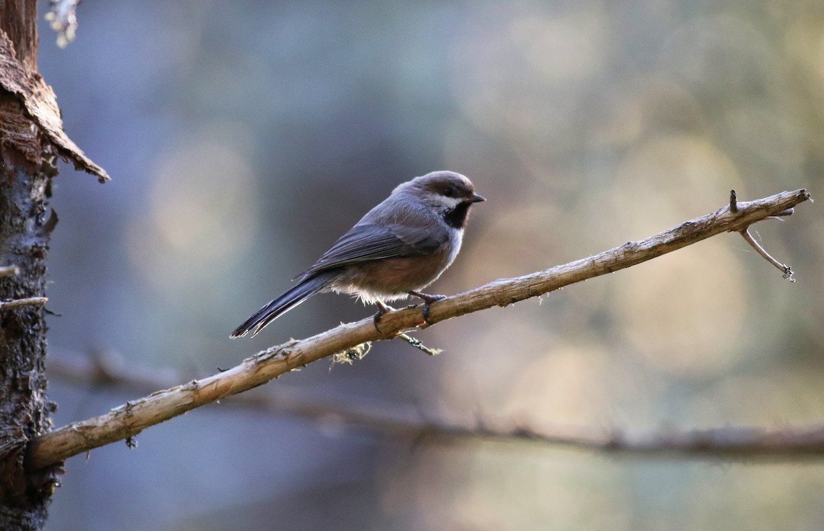 Boreal Chickadee - Jessica Johnson