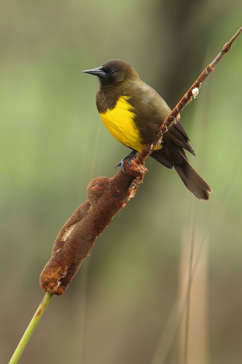 Brown-and-yellow Marshbird - Martjan Lammertink