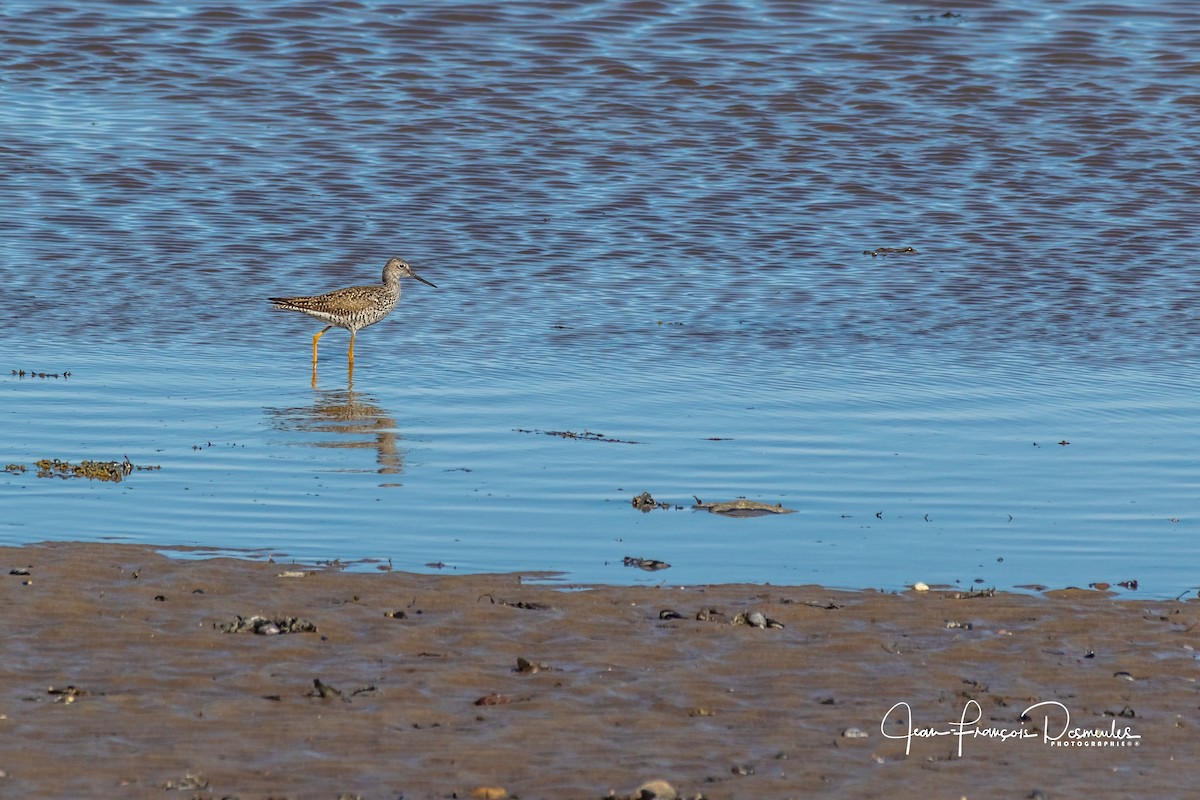 Greater Yellowlegs - ML98711471