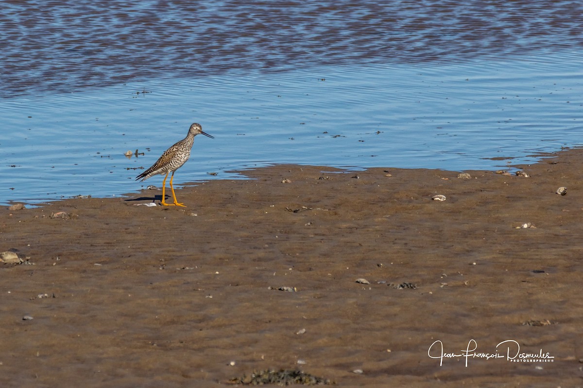 Greater Yellowlegs - ML98711491