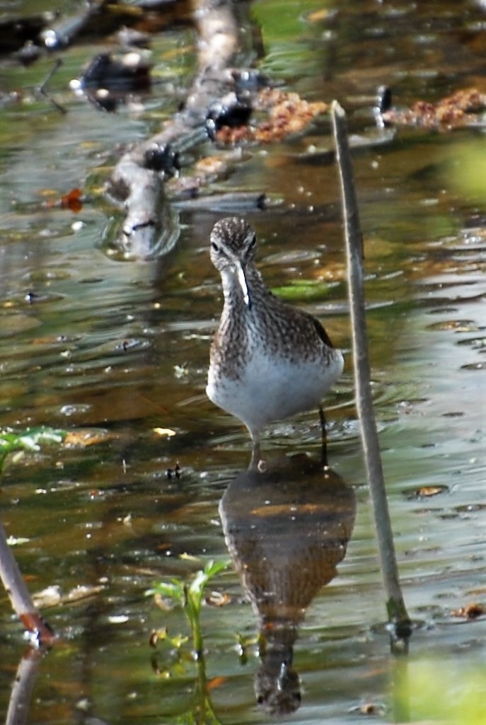 Solitary Sandpiper - Dawn Zuengler