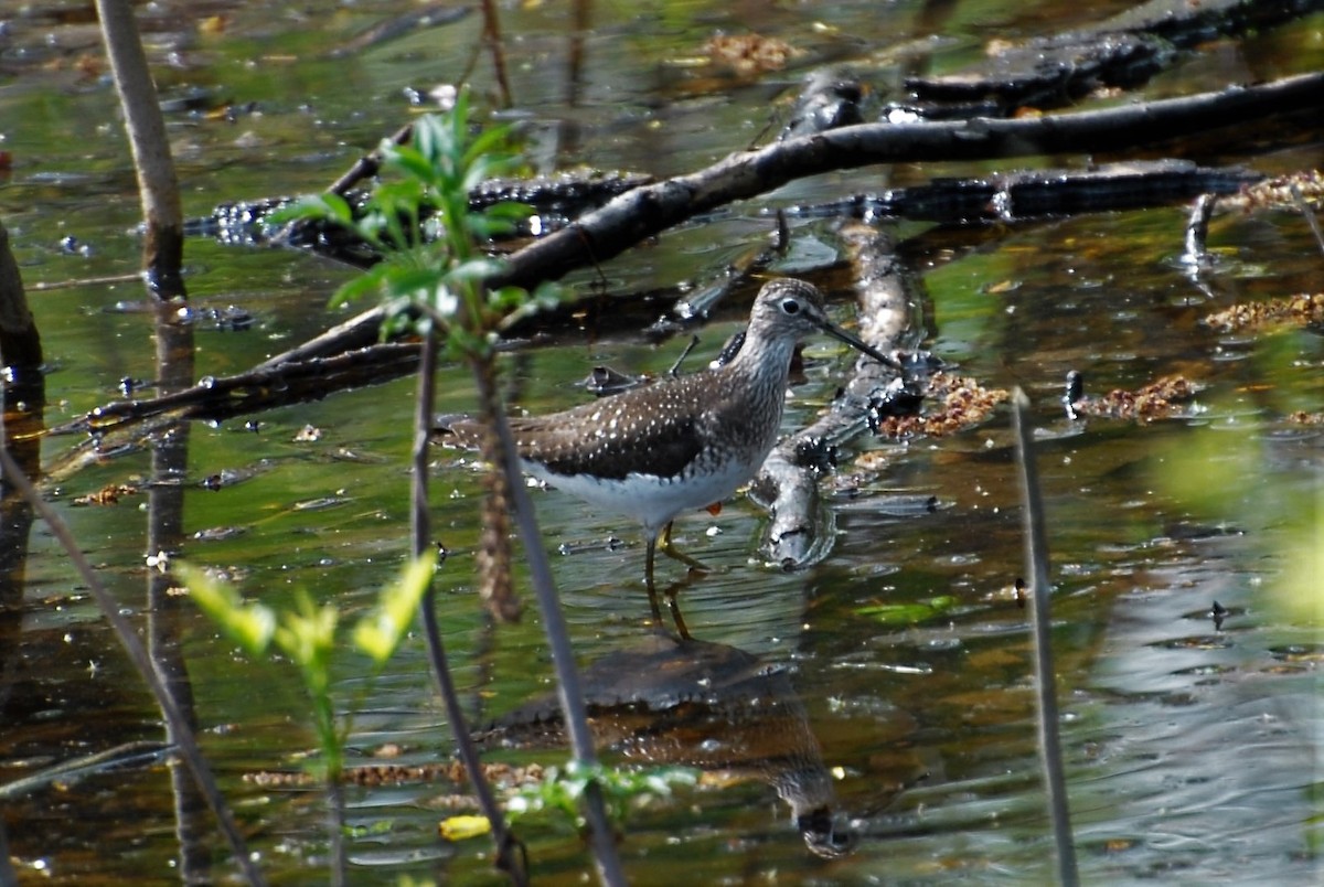 Solitary Sandpiper - Dawn Zuengler