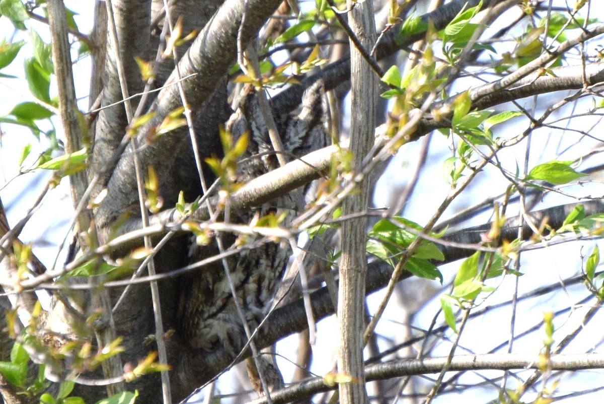 Eastern Screech-Owl - ML98715291