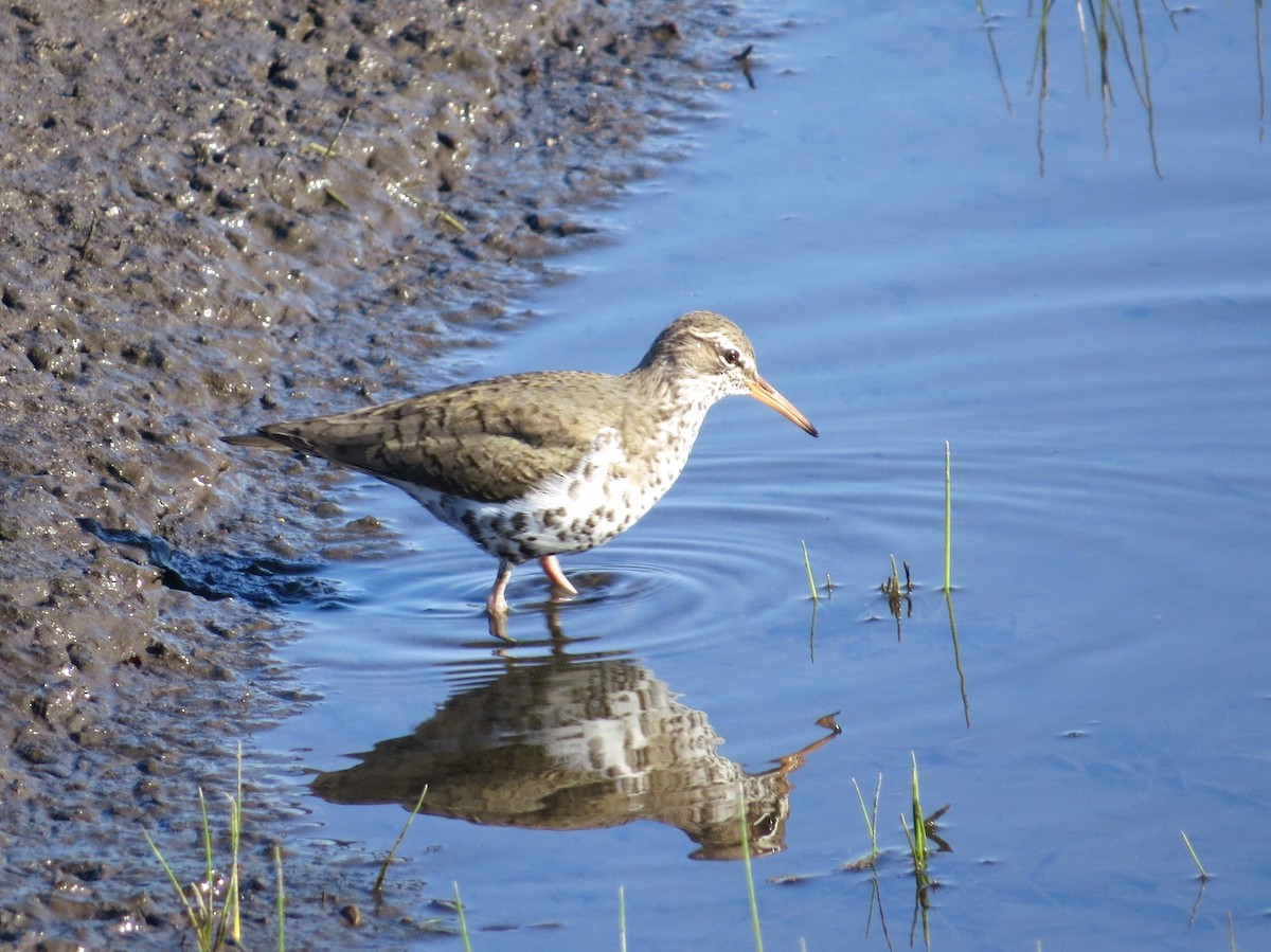 Spotted Sandpiper - ML98716061