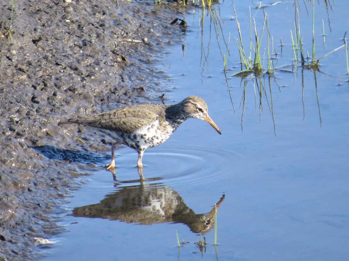 Spotted Sandpiper - ML98716101