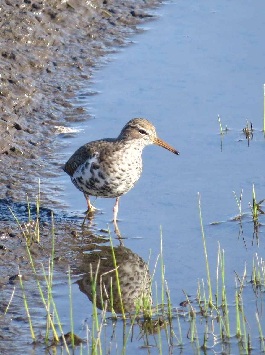 Spotted Sandpiper - ML98716471