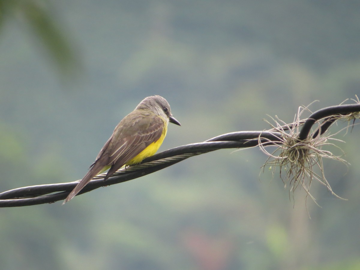 Tropical Kingbird - ML98717161