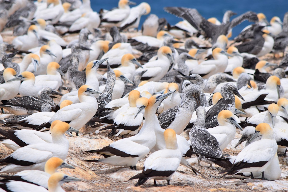 Australasian Gannet - Gregory Bryan